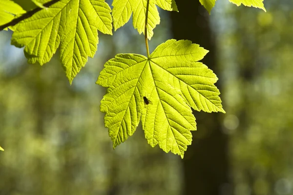 Листья на ветке дерева — стоковое фото