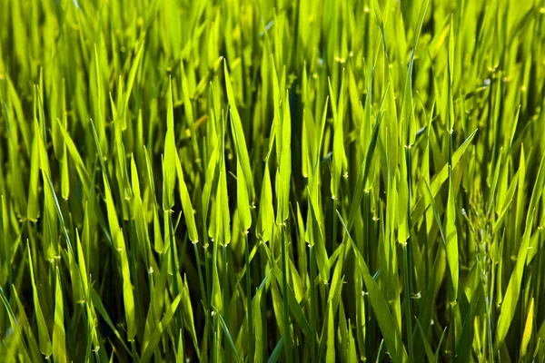 Vers groen gras — Stockfoto
