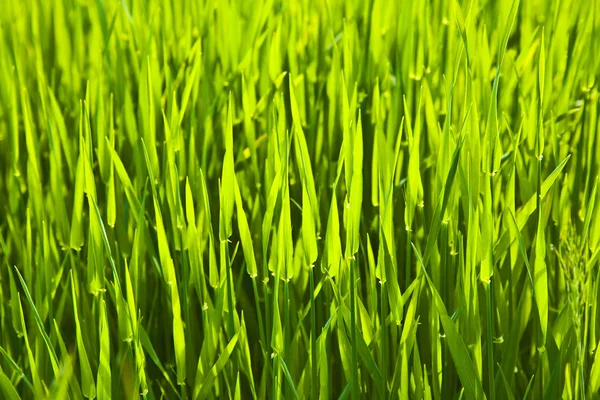 Grama verde fresca — Fotografia de Stock