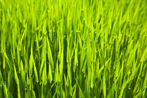 Taze yeşil çimenler — Stok fotoğraf