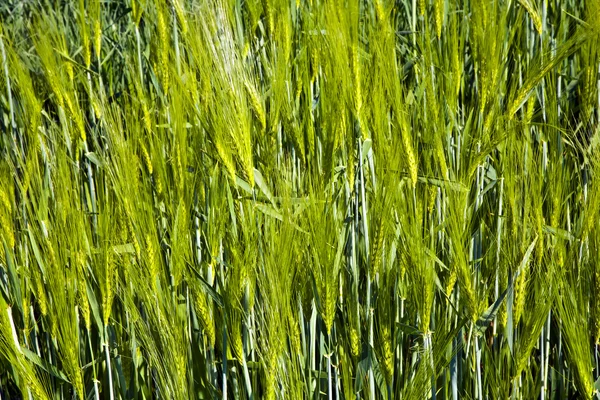 Зеленый колосок кукурузы — стоковое фото
