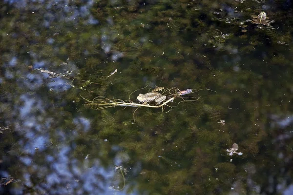 湖のカエル — ストック写真