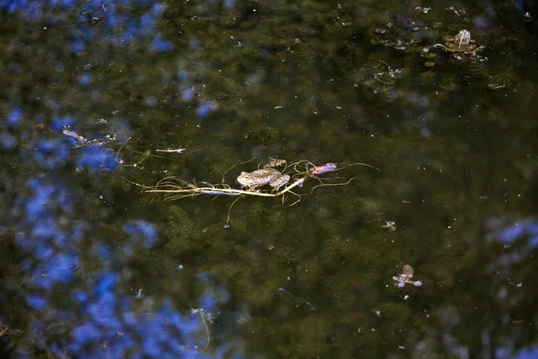 Żaba w jeziorze — Zdjęcie stockowe