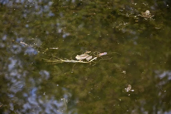 Лягушка в озере — стоковое фото