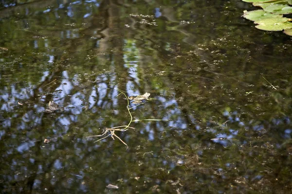 Rana nel lago — Foto Stock