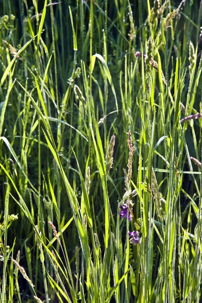 Verse groene plant in de ochtend met dauw — Stockfoto