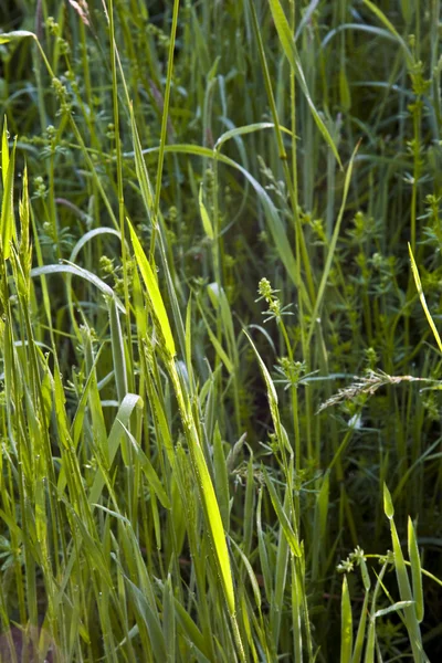 Frische grüne Pflanze am Morgen mit Tau — Stockfoto
