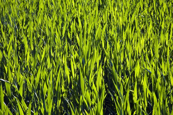 Свіжа зелена рослина вранці з росою — стокове фото