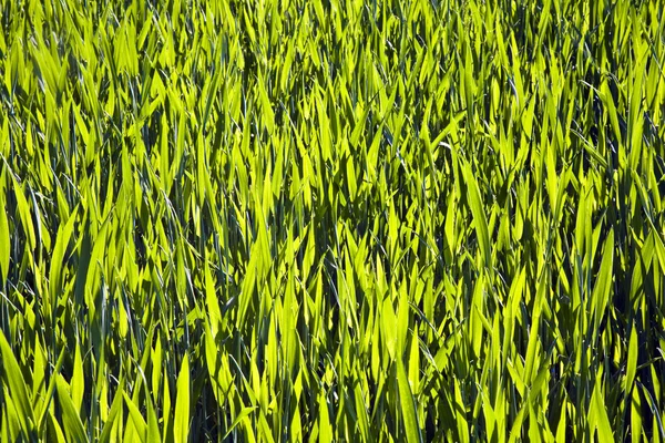 Frische grüne Pflanze am Morgen mit Tau — Stockfoto