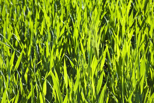 Çiy ile sabah taze yeşil bitki — Stok fotoğraf