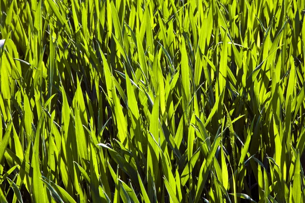 Çiy ile sabah taze yeşil bitki — Stok fotoğraf