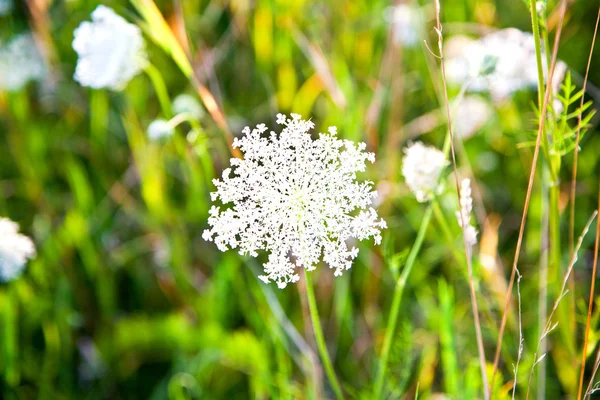 Hermosas flores en el prado — Foto de Stock