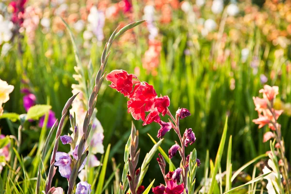 초원의 아름다운 꽃들 — 스톡 사진