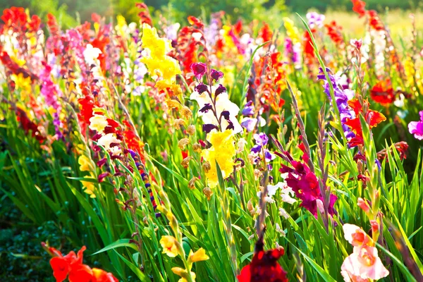 초원의 아름다운 꽃들 — 스톡 사진