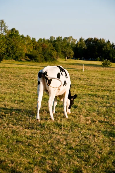 Vacche Holstein al pascolo sul prato — Foto Stock