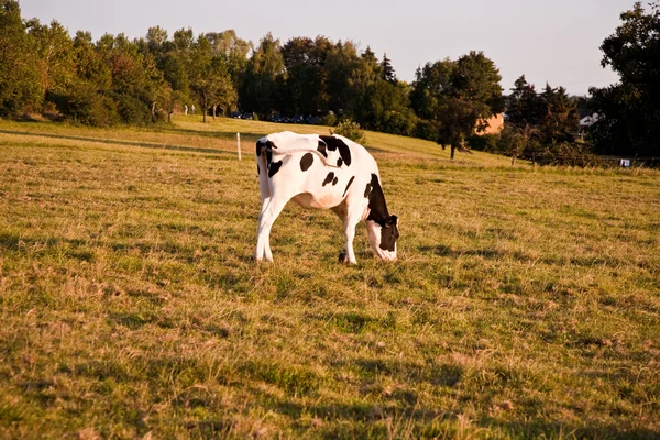 Holstein vaches pâturant sur la prairie — Photo