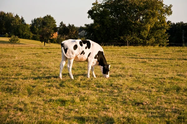 Holstein inekler otlatma çayır on — Stok fotoğraf