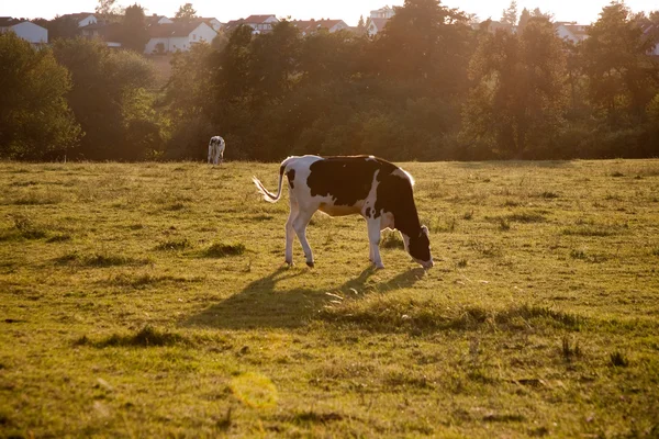 Holstein krowy pasące się na łące — Zdjęcie stockowe