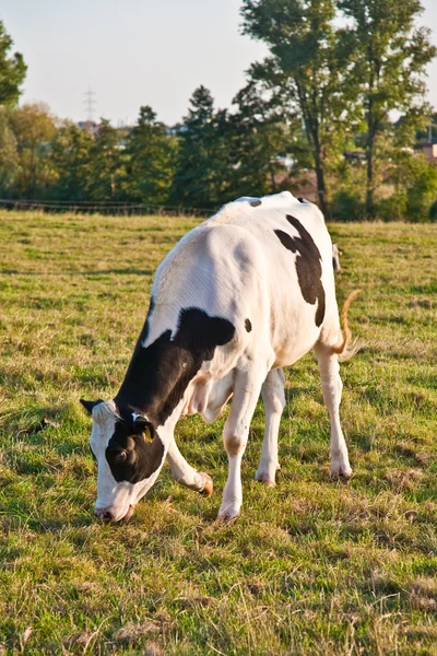 Vacas holandesas pastando no prado — Fotografia de Stock