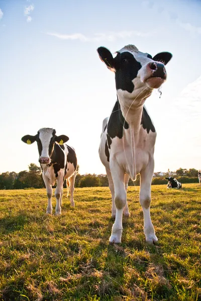 Vacas holandesas pastando no prado — Fotografia de Stock