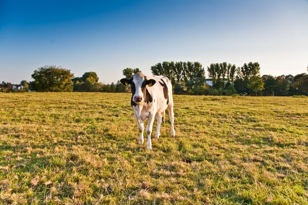 Holstein vaches pâturant sur la prairie — Photo
