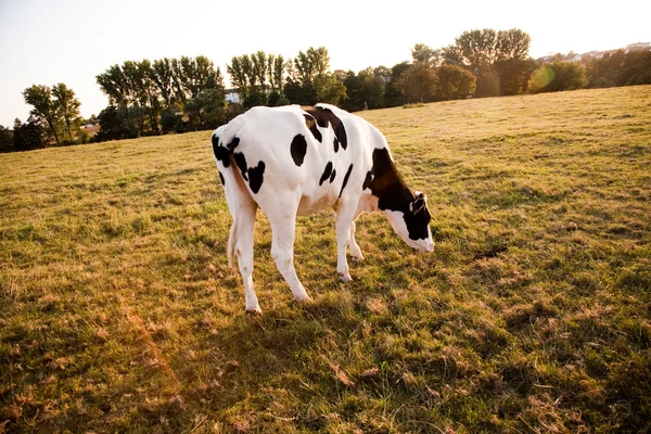 Holstein lehmät laiduntavat niityllä — kuvapankkivalokuva