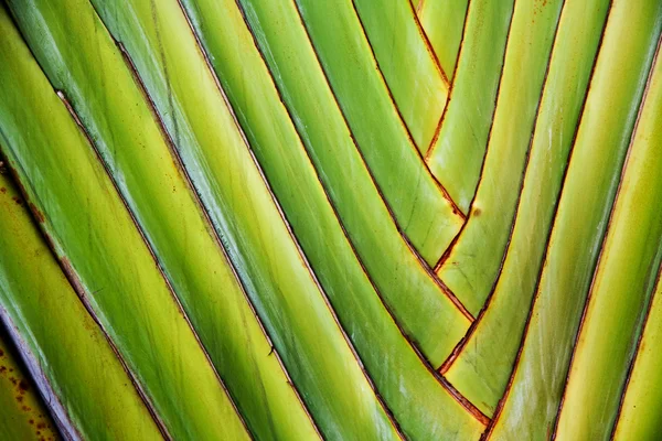 Details of palm leaves give a harmonic structure — Stock Photo, Image