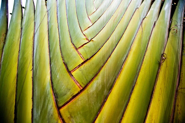 Los detalles de las hojas de palma dan una estructura armónica — Foto de Stock