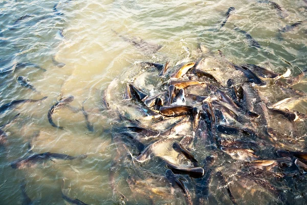 Catfish in the river — Stock Photo, Image