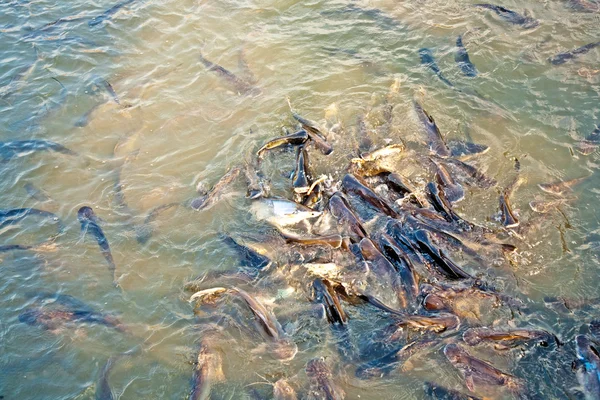 Pesce gatto nel fiume — Foto Stock