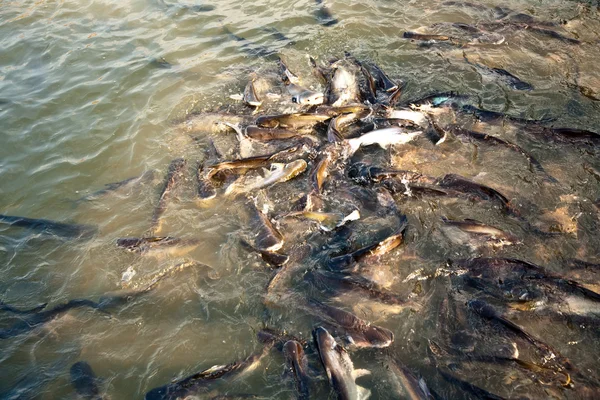 Peixe-gato no rio — Fotografia de Stock