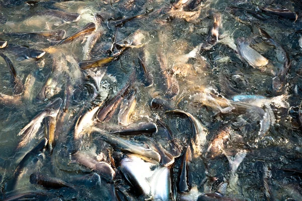 Nehir balığı — Stok fotoğraf