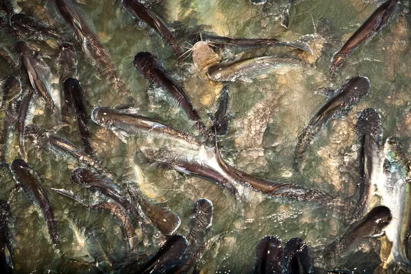 Ikan lele di sungai — Stok Foto