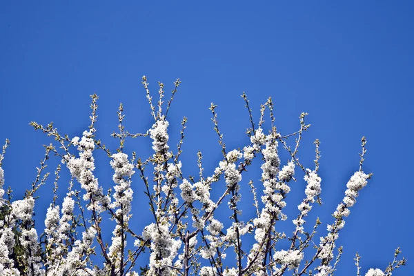 Yakın çekim bloom Bahar Dalı — Stok fotoğraf