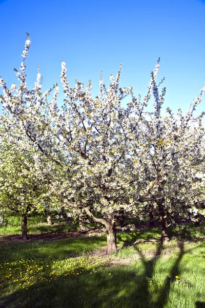 yakın çekim bloom Bahar Dalı