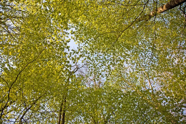カラフルな葉の木の王冠 — ストック写真