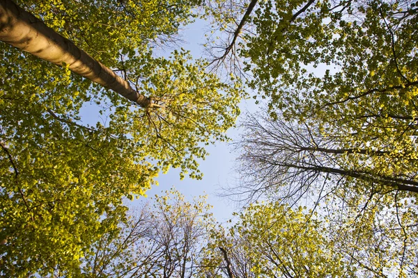 Korona drzewa z kolorowych liści — Zdjęcie stockowe