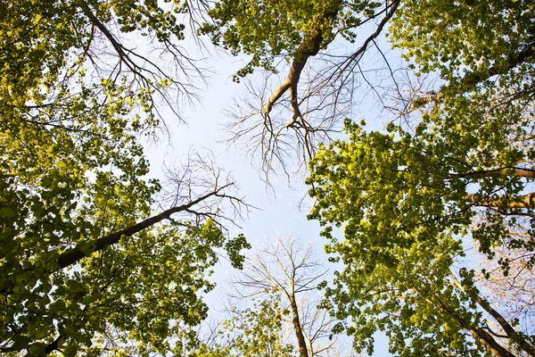 カラフルな葉の木の王冠 — ストック写真