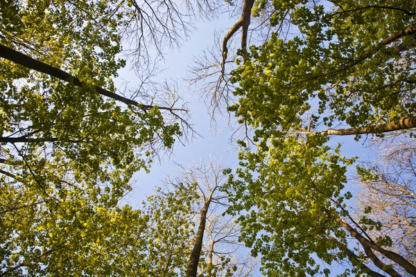 Ağaç ile renkli taç yaprakları — Stok fotoğraf