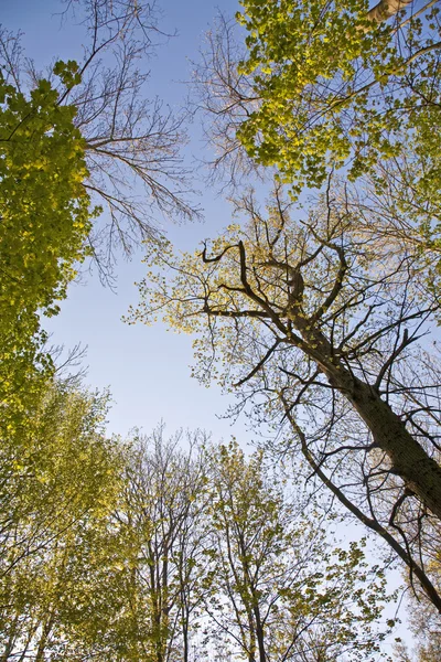Coroa de árvore com folhas coloridas — Fotografia de Stock