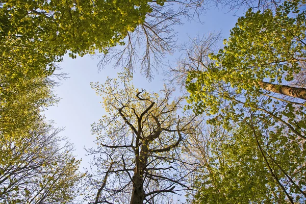 Corona de árbol con hojas coloridas —  Fotos de Stock