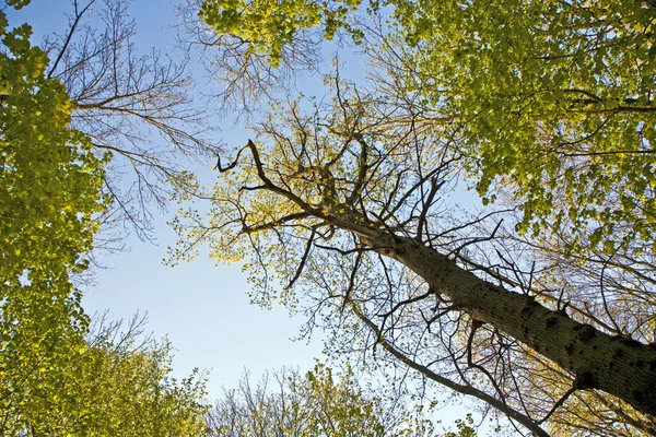 冠的树与多彩的树叶 — 图库照片