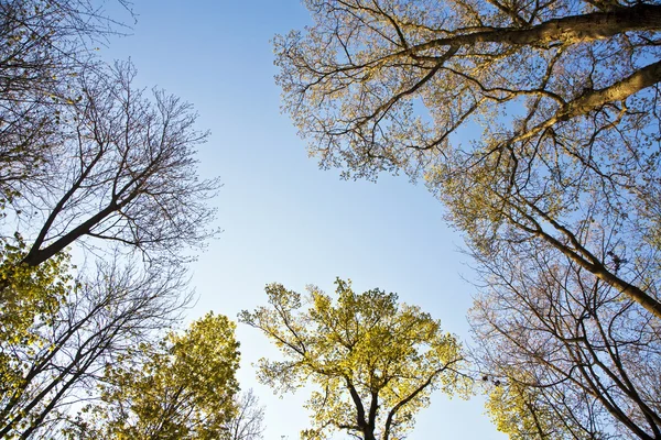 Ağaç ile renkli taç yaprakları — Stok fotoğraf