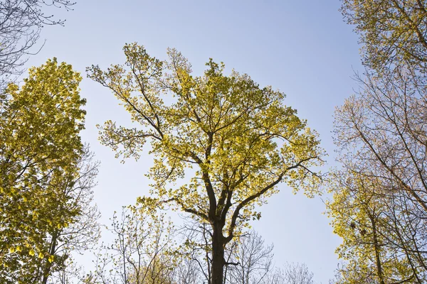 Kroon van de boom met kleurrijke bladeren — Stockfoto