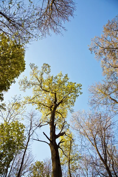 Corona di albero con foglie colorate — Foto Stock