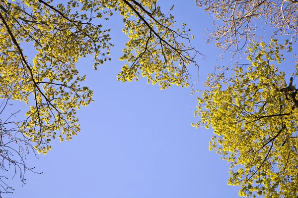 Корона из дерева с разноцветными листьями — стоковое фото