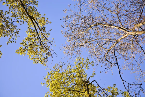 Couronne d'arbre aux feuilles colorées — Photo