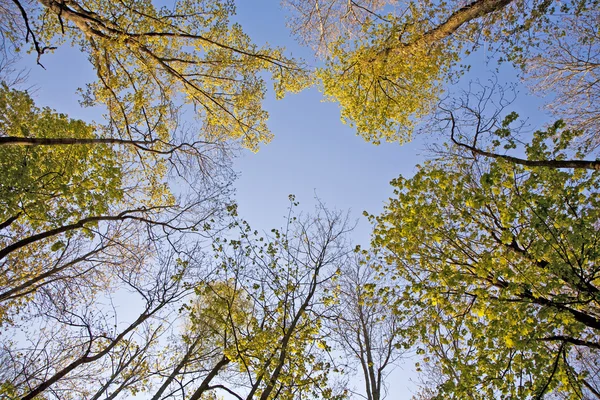 Corona de árbol con hojas coloridas — Foto de Stock
