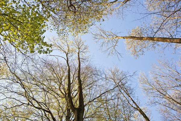 Στέμμα του δέντρου με πολύχρωμα φύλλα — Φωτογραφία Αρχείου