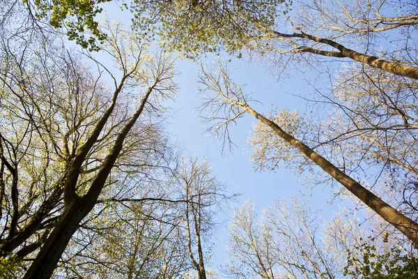 Korona drzewa z kolorowych liści — Zdjęcie stockowe